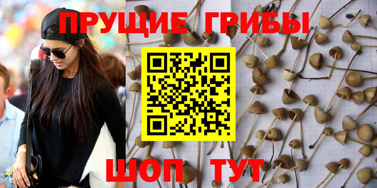 Псилоцибиновые грибы Psilocybe  Вход с VPN  Архангельск 